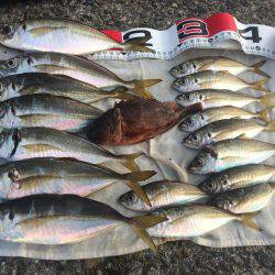 ポーアイ赤灯台でマアジとガシラ