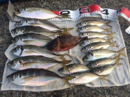 ポーアイ赤灯台でマアジとガシラ