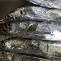 夕まずめタチウオ連発