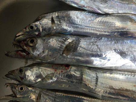 夕まずめタチウオ連発