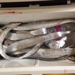 ムコイチ半夜釣行