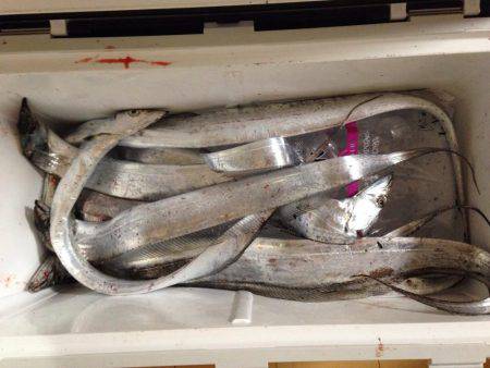 ムコイチ半夜釣行