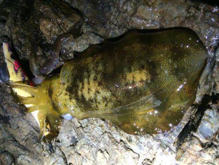 渋い渋い夕マヅメエギング