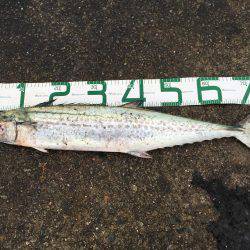 ナブラびっしり