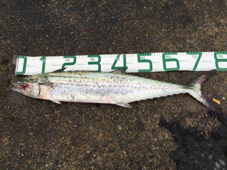 ナブラびっしり