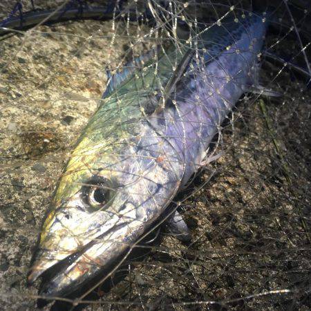 初ライトショアジギング‼️