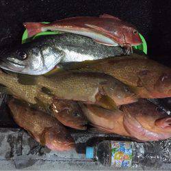 アコウ爆釣‼️