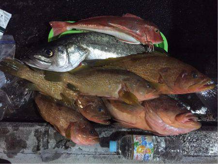 アコウ爆釣‼️