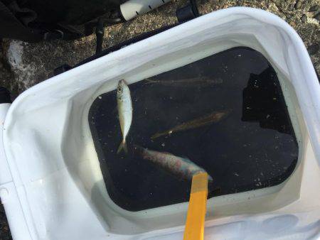 エギングのはずが…