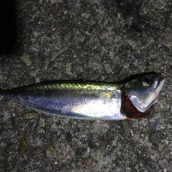 ショアジギング