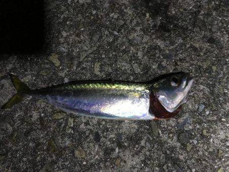 ショアジギング