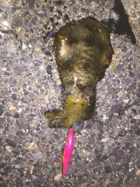 シブかったです