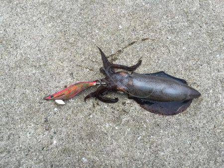 淡路島 アオリイカ釣行