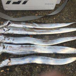 またまたタチウオ狙い