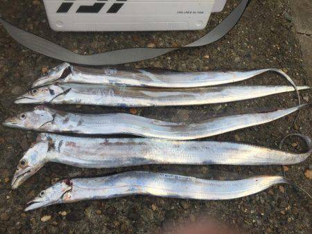 またまたタチウオ狙い