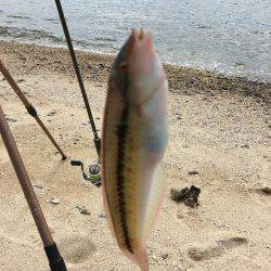 親父とサーフベラ