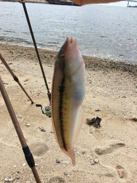 親父とサーフベラ