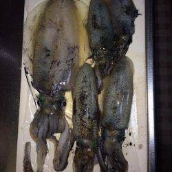 ケンサキ40セン級を求めて