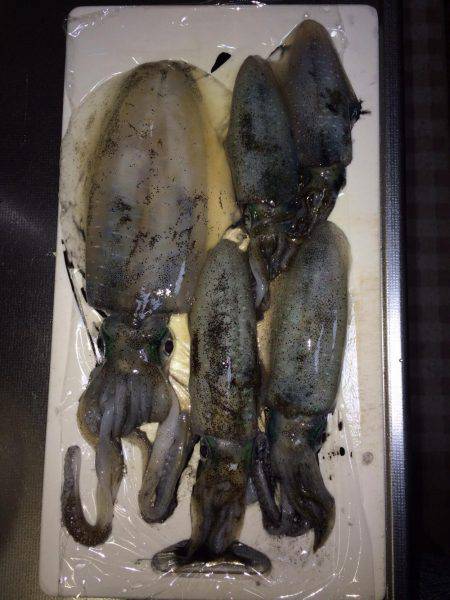 ケンサキ40セン級を求めて