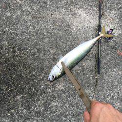 ショアジギング