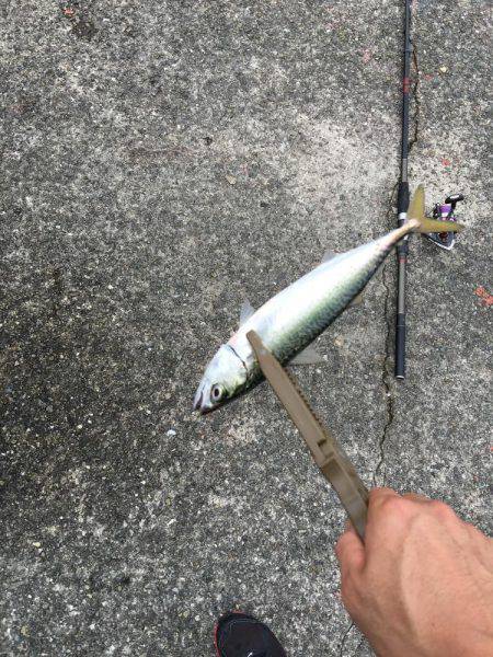 ショアジギング