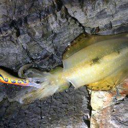 烏賊は何処へ・・・