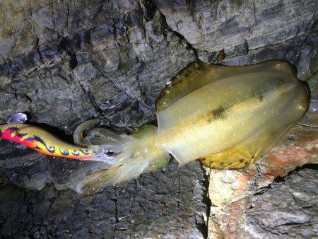 烏賊は何処へ・・・