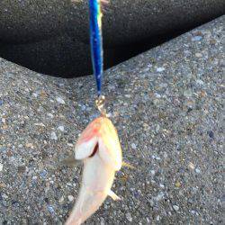 東二見人工島でライトショアジギング