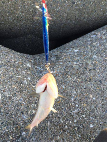 東二見人工島でライトショアジギング