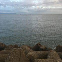 サゴシ接岸してます!