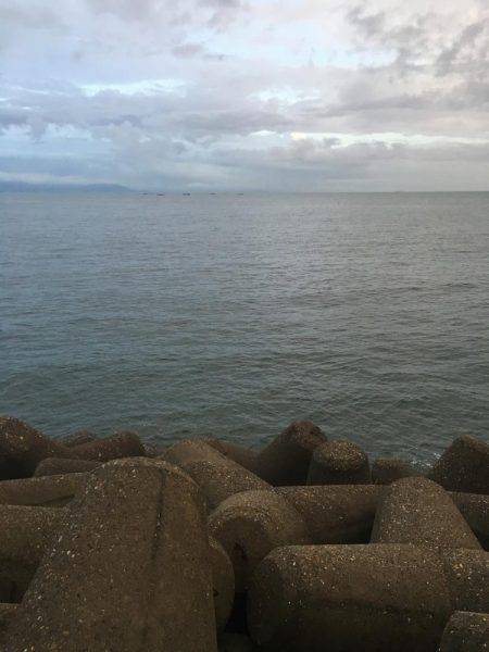 サゴシ接岸してます!