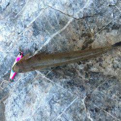 朝まずめと夕まずめ