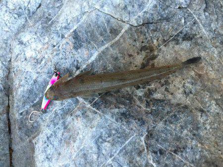 朝まずめと夕まずめ