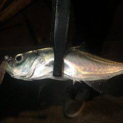 魚種が豊富な1時間❗️