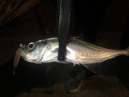 魚種が豊富な1時間❗️