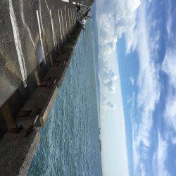 サゴシ&太刀魚パトロール