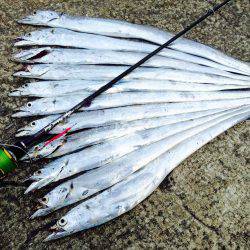 朝マヅメ激渋太刀魚