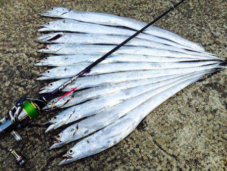 朝マヅメ激渋太刀魚