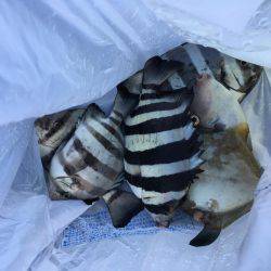 シーラバラしたので無難にサビキ