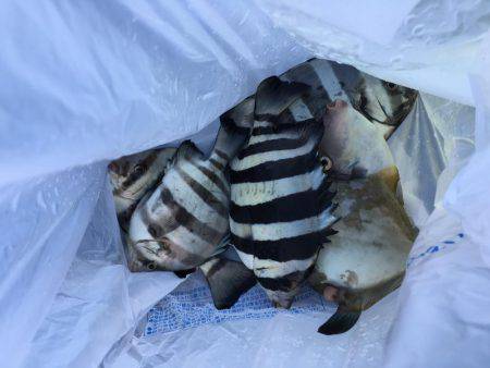 シーラバラしたので無難にサビキ