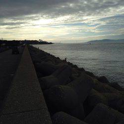 本荘サゴシ調査