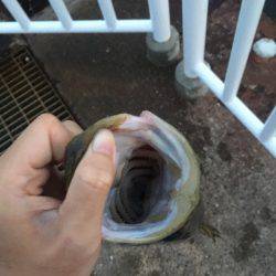 タチウオのはずが…