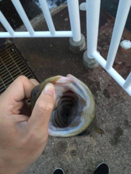 タチウオのはずが…