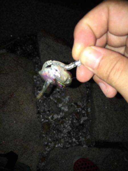 NEWリールアジング！