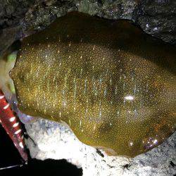 激ウネリエギング