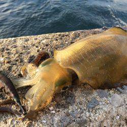 ちょいマシサイズ♬