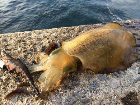 ちょいマシサイズ♬