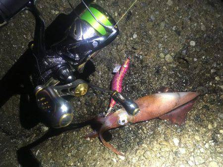 雨でも釣れました❗️