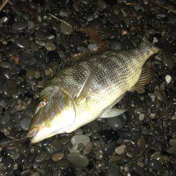 久しぶりのコロタマ