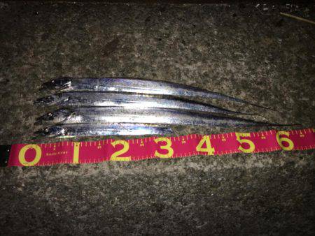 夏タチの数釣り